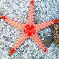 braun Rote Seesterne Aquarium Meer Wirbellosen, Foto und Merkmale