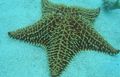 grey Reticulate Sea Star, Caribbean Cushion Star Aquarium Sea Invertebrates, Photo and characteristics