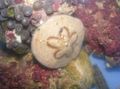 light blue Sand Dollar (Sea Biscuit) Aquarium Sea Invertebrates, Photo and characteristics
