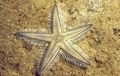 light blue Sand Sifting Sea Star Aquarium Sea Invertebrates, Photo and characteristics