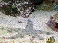gestreift Sand Sieben Seesterne Aquarium Meer Wirbellosen, Foto und Merkmale