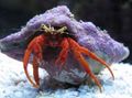 red Scarlet Hermit Crab Aquarium Sea Invertebrates, Photo and characteristics