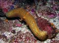yellow Sea Cucumber Aquarium Sea Invertebrates, Photo and characteristics