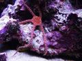 red Serpent Sea Star, Fancy Red, Southern Brittle Star Aquarium Sea Invertebrates, Photo and characteristics