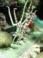 weiß Schlange Seestern, Phantasie Tiger Gestreift Aquarium Meer Wirbellosen, Foto und Merkmale