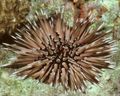 light blue Short-Soined Urchin (Rock Urchin) Aquarium Sea Invertebrates, Photo and characteristics