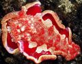rot Spanish Dancer Aquarium Meer Wirbellosen, Foto und Merkmale