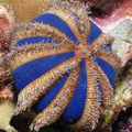 white Sphere Urchin (Blue Tuxedo Urchin) Aquarium Sea Invertebrates, Photo and characteristics