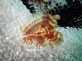 light blue Split-Crown Feather Duster Aquarium Sea Invertebrates, Photo and characteristics