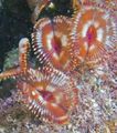 red Split-Crown Feather Duster Aquarium Sea Invertebrates, Photo and characteristics