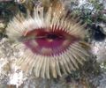 green Split-Crown Feather Duster Aquarium Sea Invertebrates, Photo and characteristics