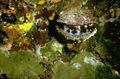 grey Spondylus Americanus Aquarium Sea Invertebrates, Photo and characteristics