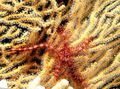 rot Schwamm Schlangenseestern Aquarium Meer Wirbellosen, Foto und Merkmale