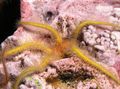 yellow Sponge Brittle Sea Star Aquarium Sea Invertebrates, Photo and characteristics