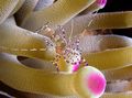 bunt Spotted Putzergarnele Aquarium Meer Wirbellosen, Foto und Merkmale