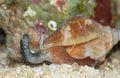 Photo Strombus Aquarium clams characteristics and description
