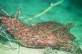 Foto Die Seehasen Aquarium venusmuscheln Merkmale und Beschreibung