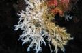 Foto Drei-Zweig Kalkhaltigen Röhrenwurm Aquarium fan würmer Merkmale und Beschreibung