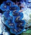 blau Tridacna Aquarium Meer Wirbellosen, Foto und Merkmale