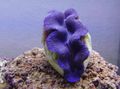 purple Tridacna Aquarium Sea Invertebrates, Photo and characteristics