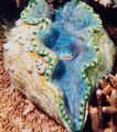 transparent Tridacna Aquarium Sea Invertebrates, Photo and characteristics
