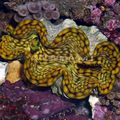 hellblau Tridacna Aquarium Meer Wirbellosen, Foto und Merkmale