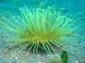 grey Aquarium Sea Invertebrates Tube Anemone, Cerianthus characteristics, Photo