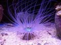 purple Aquarium Sea Invertebrates Tube Anemone, Cerianthus characteristics, Photo