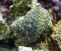 grey Turbo Snails Aquarium Sea Invertebrates, Photo and characteristics