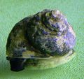 brown Turbo Snails Aquarium Sea Invertebrates, Photo and characteristics