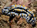 Photo Varicose Phyllidia Aquarium sea slugs characteristics and description