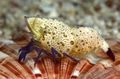 brown Violet-Legged Marble Shrimp Aquarium Sea Invertebrates, Photo and characteristics