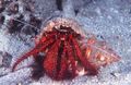 braun White-Spotted Einsiedlerkrebs Aquarium Meer Wirbellosen, Foto und Merkmale