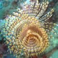 Foto Wreathytuft Röhrenwurm Aquarium fan würmer Merkmale und Beschreibung
