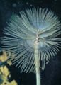 pink Wreathytuft Tubeworm Aquarium Sea Invertebrates, Photo and characteristics