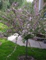 Photo Almond Garden Flowers growing and characteristics