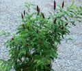 Photo Amorpha-nana Garden Flowers growing and characteristics