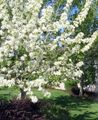 Photo Apple ornamental Garden Flowers growing and characteristics