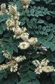 baltas Sodo Gėlės Azijos Yellowwood, Amūro Maackia charakteristikos, Nuotrauka
