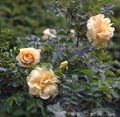 Photo Beach Rose Garden Flowers growing and characteristics