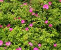 Photo Beach Rose Garden Flowers growing and characteristics