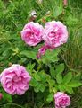 pink Tuin Bloemen Beach Rose, Rosa-rugosa karakteristieken, foto