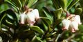 Foto Bärentraube, Kinnikinnick, Manzanita Gartenblumen wächst und Merkmale
