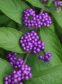 Photo Beauty berry Garden Flowers growing and characteristics