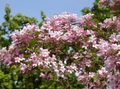 Foto Schönheit Busch Gartenblumen wächst und Merkmale