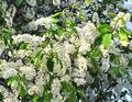 alb Gradina Flori Cires Pasăre, Corcoduș, Prunus Padus caracteristici, fotografie