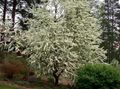 weiß Gartenblumen Vogel-Kirsche, Kirschpflaume, Prunus Padus Merkmale, Foto