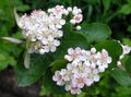 Photo Black Chokeberry Garden Flowers growing and characteristics