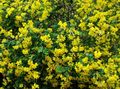 жълт Градински цветове Мехур Сена, Colutea характеристики, снимка
