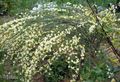 buí bláthanna gairdín Broom, Cytisus saintréithe, Photo